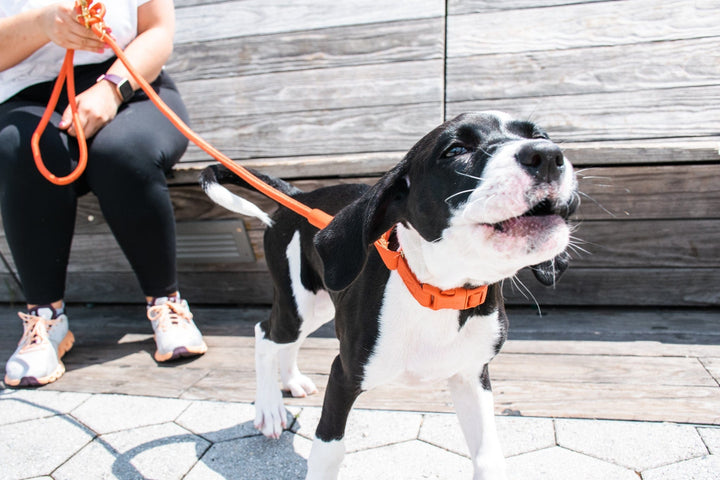 Awoo Marty Dog Collar