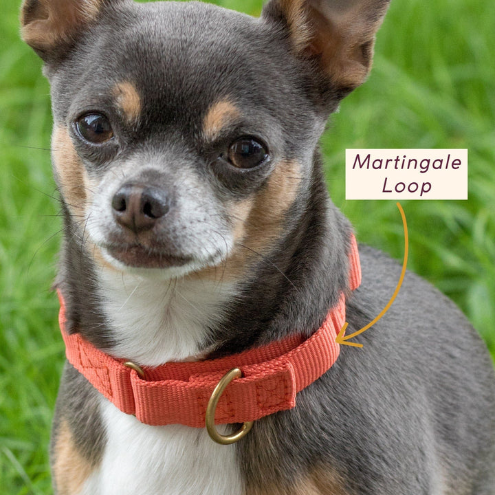 Awoo Marty Dog Collar