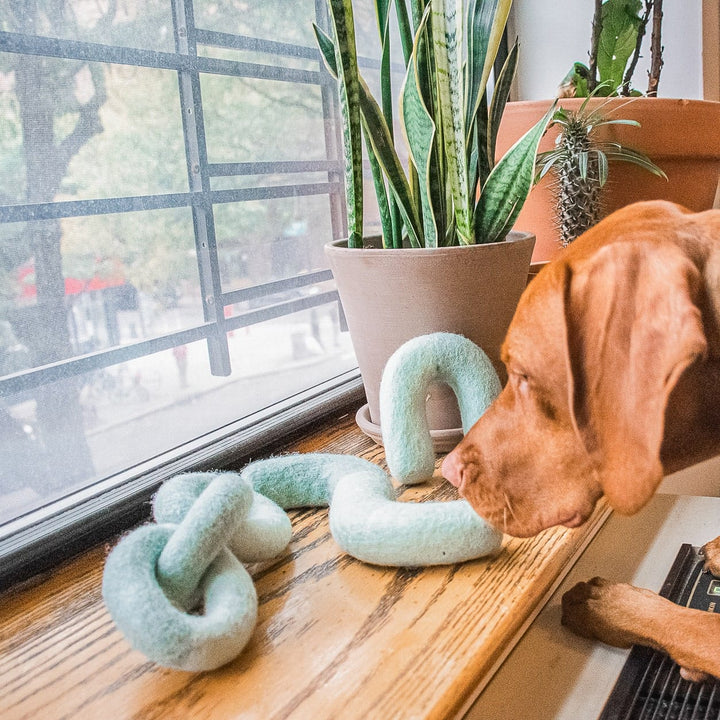 Awoo Noodle Felt Dog Toy