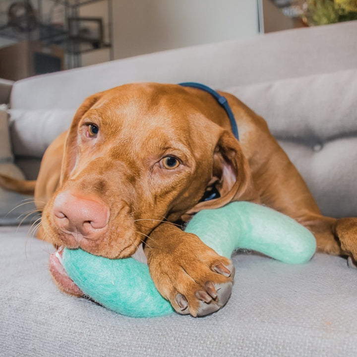Awoo Noodle Felt Dog Toy