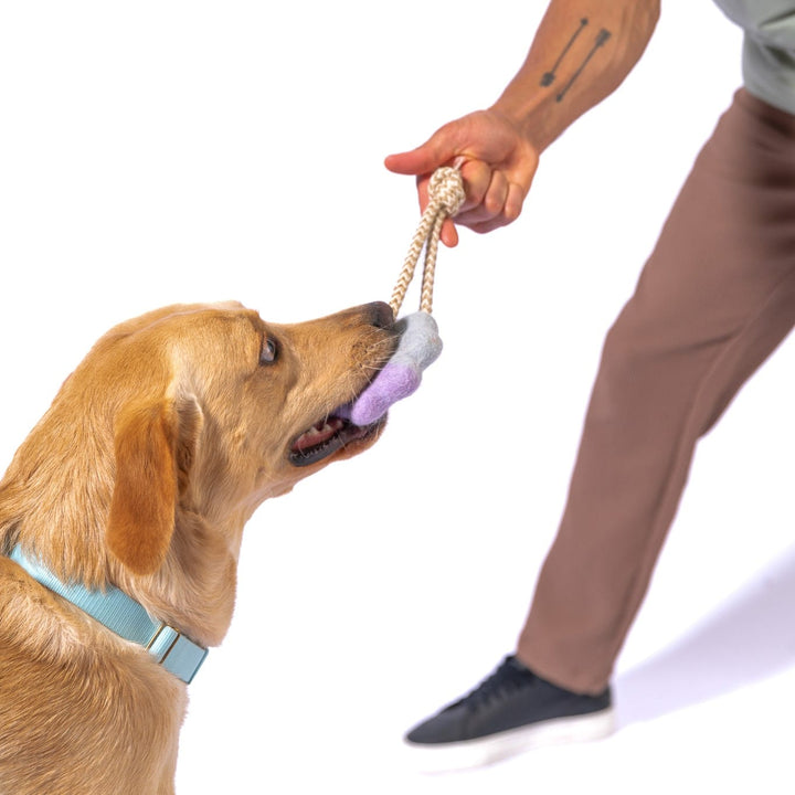 Awoo Wheely Good Time Felt Dog Toy