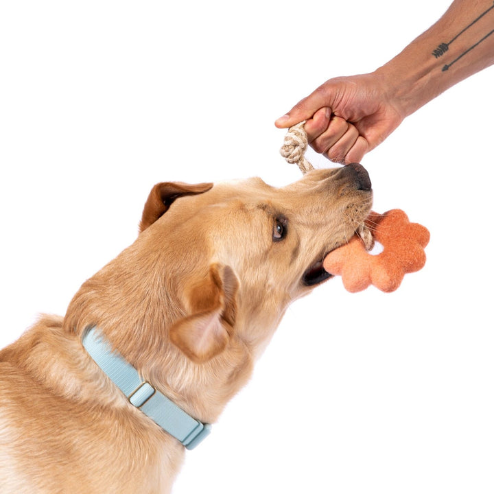 Awoo Wheely Good Time Felt Dog Toy