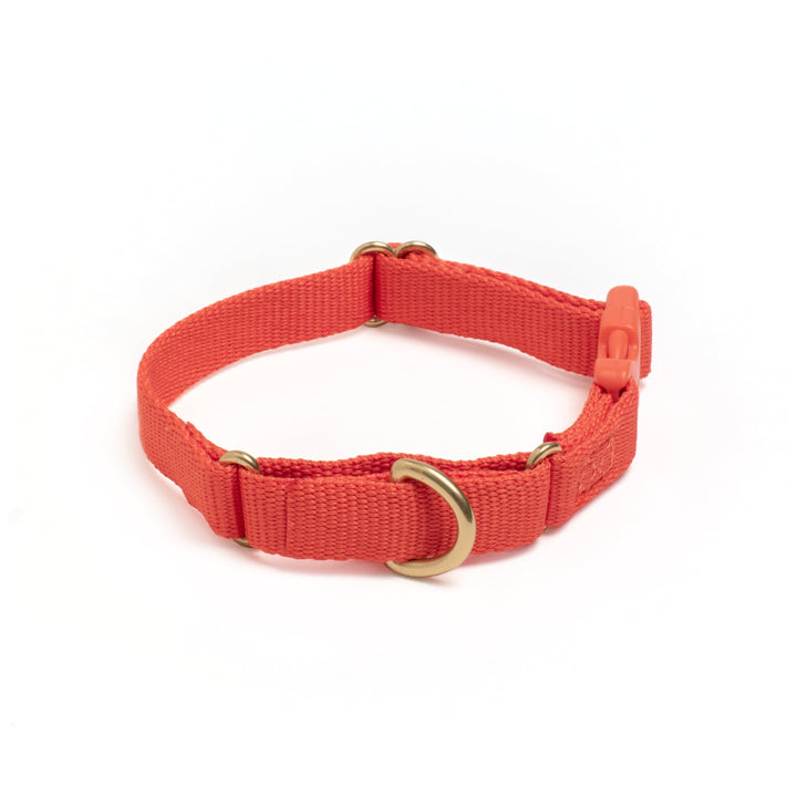 Awoo X-Small / SPICE Marty Dog Collar