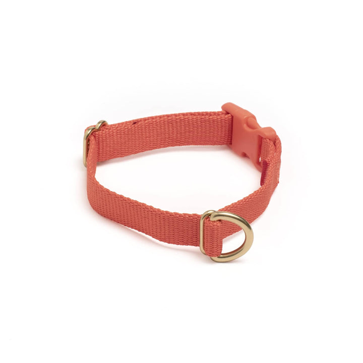 Awoo X-Small / SPICE Pack Collar