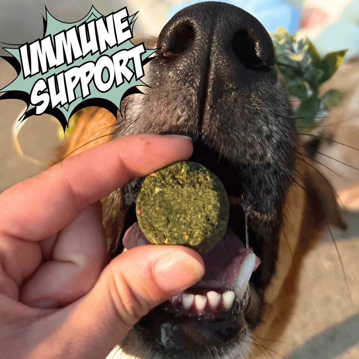 Chippin Allergy-Friendly Dog Treats, 6-Pack