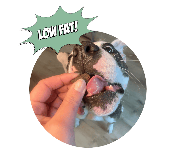 Fish Training Bites for Dogs, 2-pack
