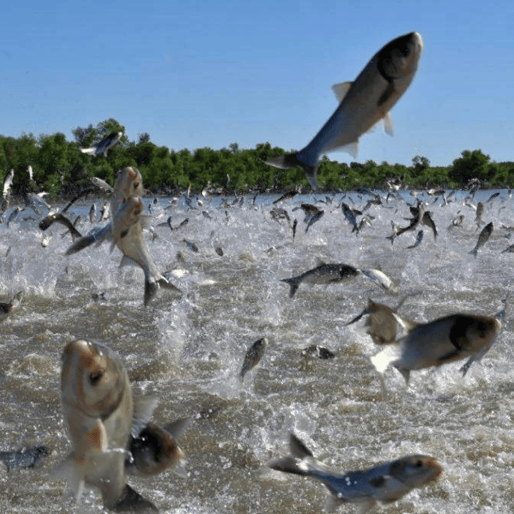 Chippin Restore Biodiversity Bundle, 3-Pack