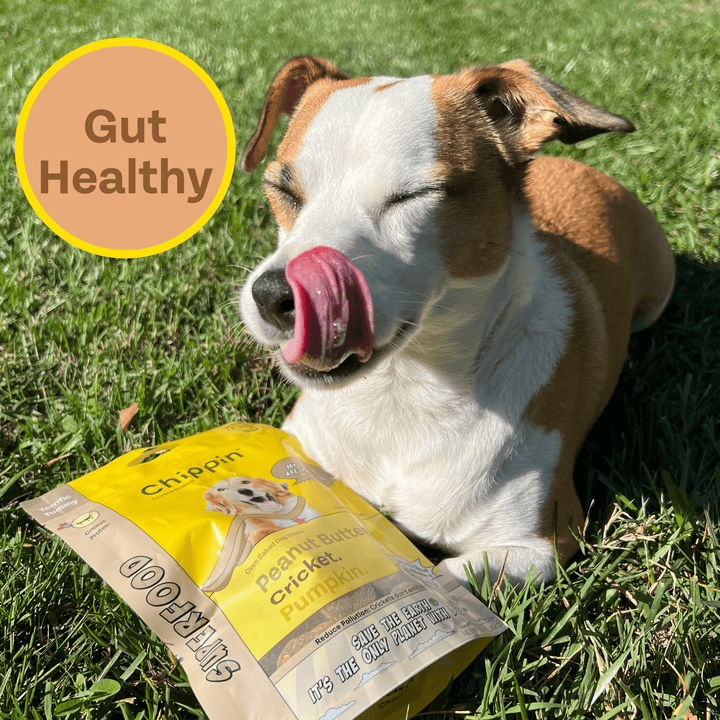 Superfood Dog Treats: Peanut Butter, Cricket, and Pumpkin, 2-pack