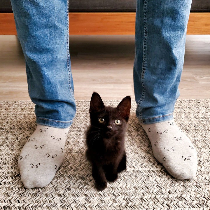 Conscious Step Socks that Save Cats