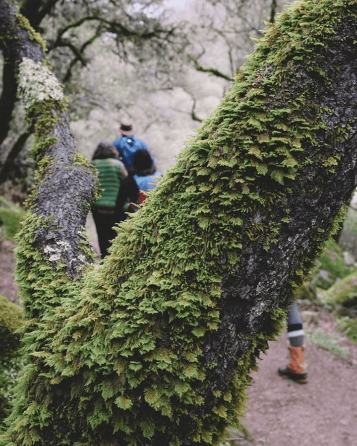 Juniper Ridge Cascade Forest Room Spray