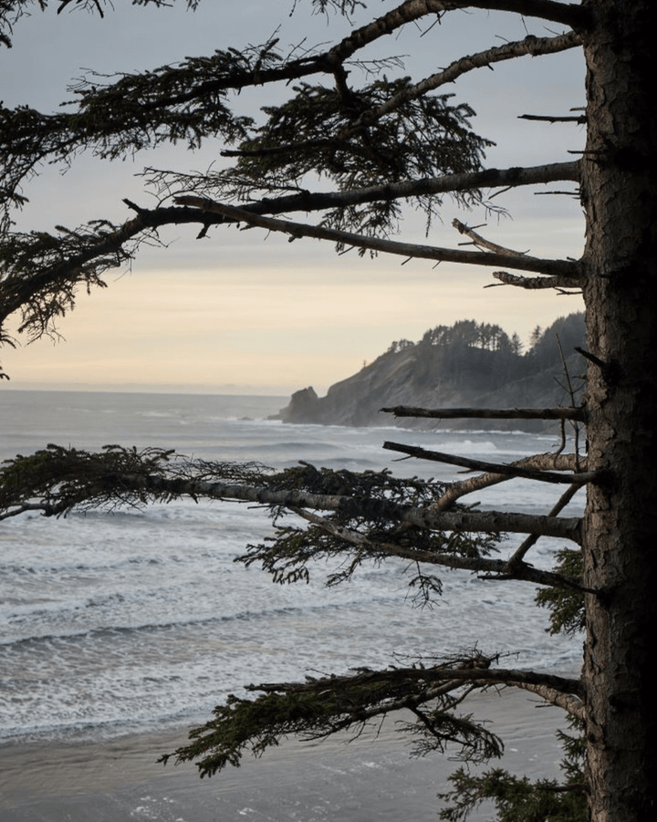 Juniper Ridge Coastal Pine Room Spray