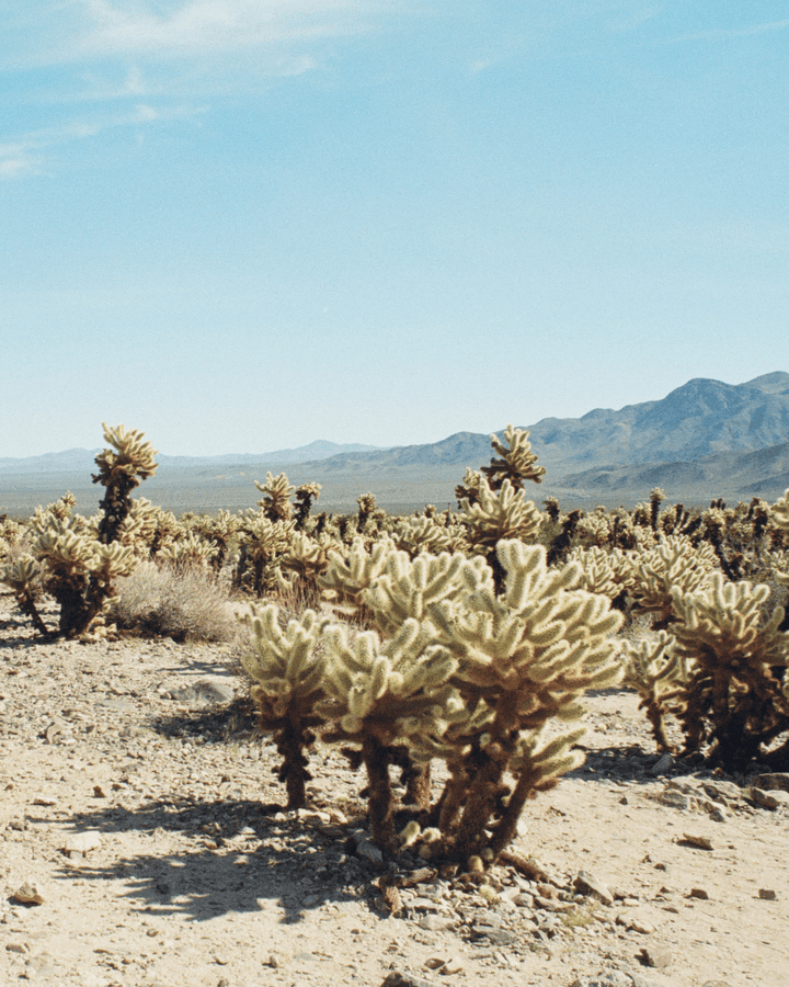 Juniper Ridge Desert Wilderness Cologne
