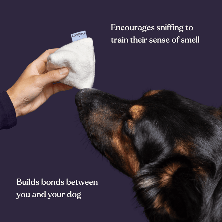 Everything Scent Training Kit for Dogs