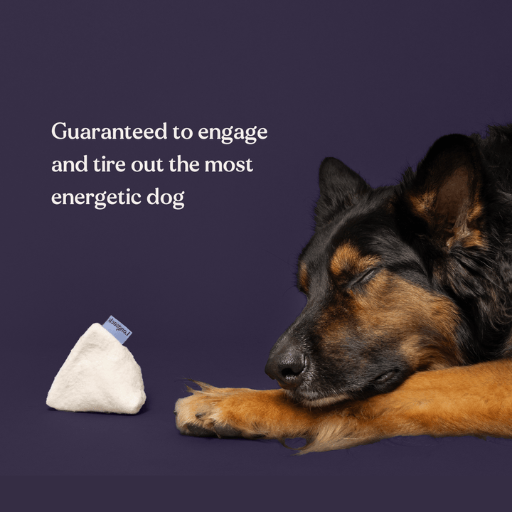 Everything Scent Training Kit for Dogs