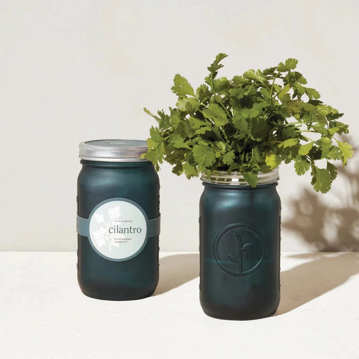 Modern Sprout Cilantro Herb Jar and Self-Watering Planter