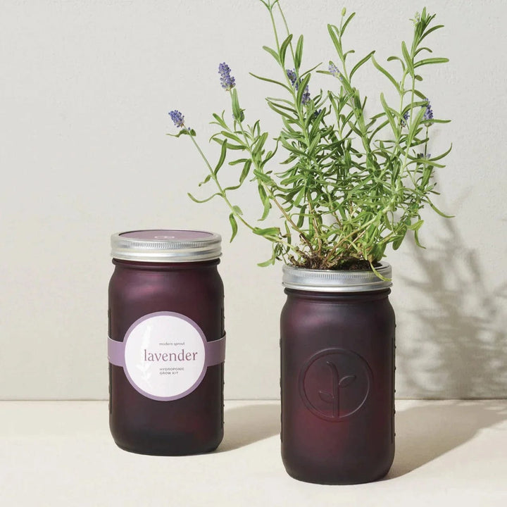 Modern Sprout Lavender Herb Jar and Self-Watering Planter