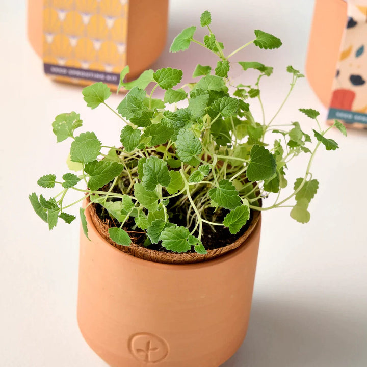 Modern Sprout Tiny Terracotta Planter Kit