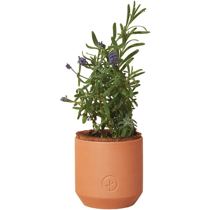 Modern Sprout Tiny Terracotta Planter Kit