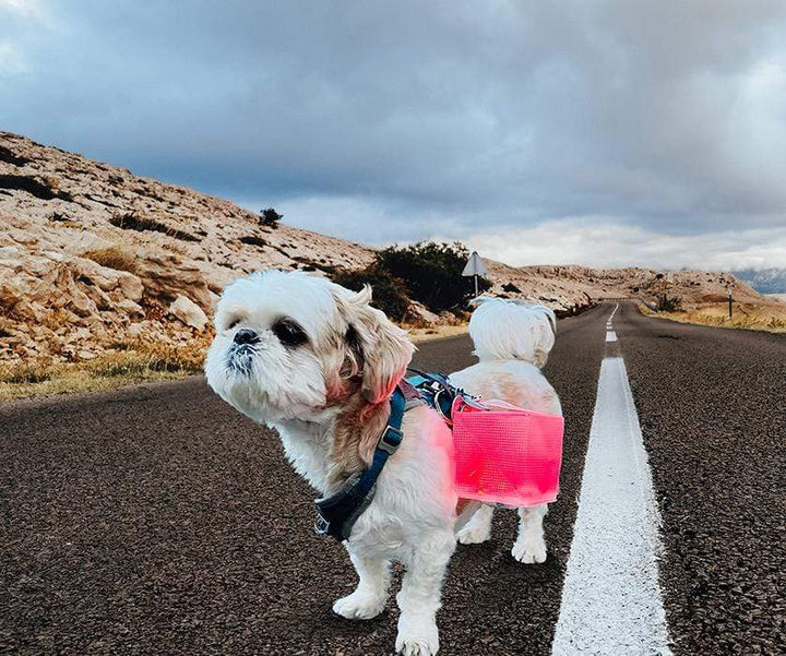 Solight Design Twilight – Multipack – Mini Solar Lanterns