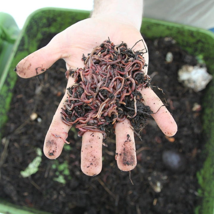 Hungry Bin The Hungry Bin Worm Farm Compost Bin